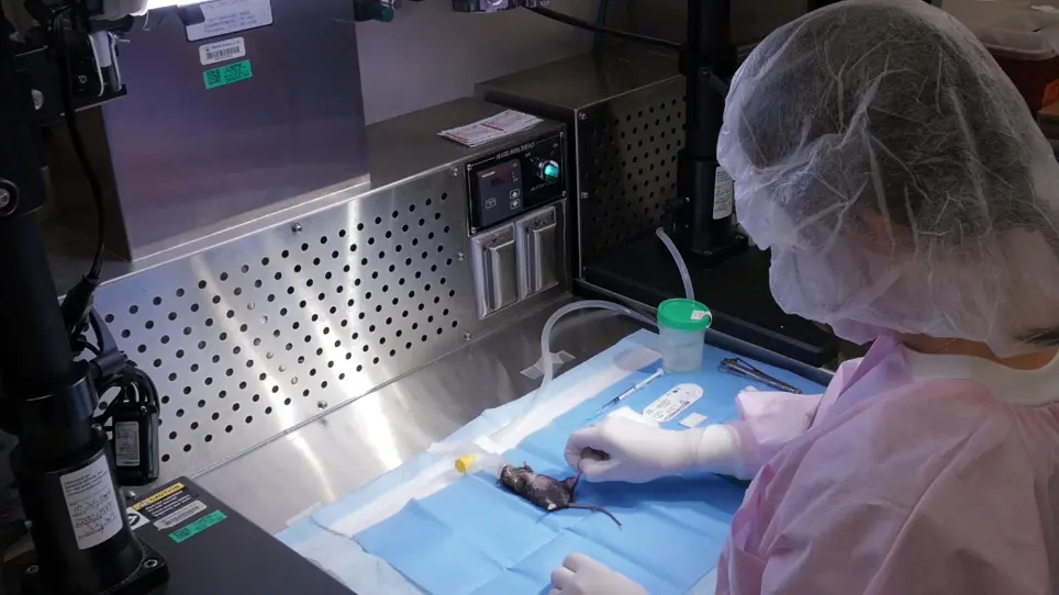 Incorporation of a Survivable Liver Biopsy Procedure in Mice to Assess Non-alcoholic Steatohepatitis (NASH) Resolution