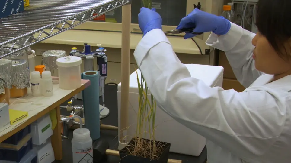 High-throughput Siderophore Screening from Environmental Samples: Plant Tissues, Bulk Soils, and Rhizosphere Soils