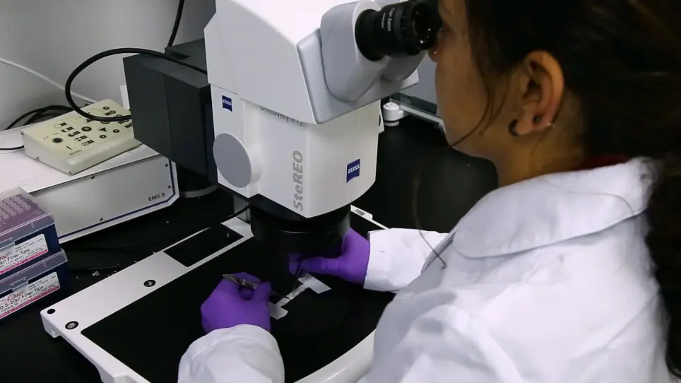 Seeding and Implantation of a Biosynthetic Tissue-engineered Tracheal Graft in a Mouse Model