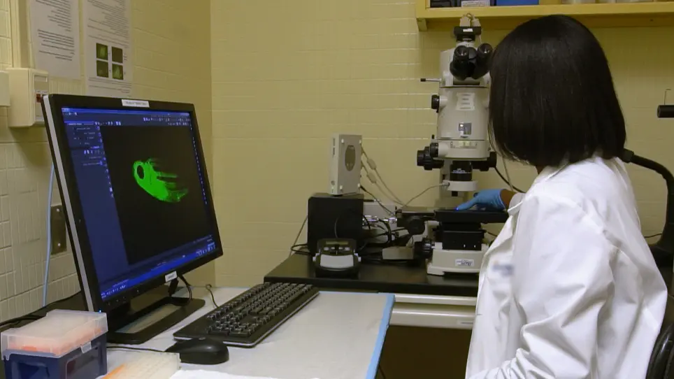Isolating Malignant and Non-Malignant B Cells from <em>lck:eGFP</em> Zebrafish