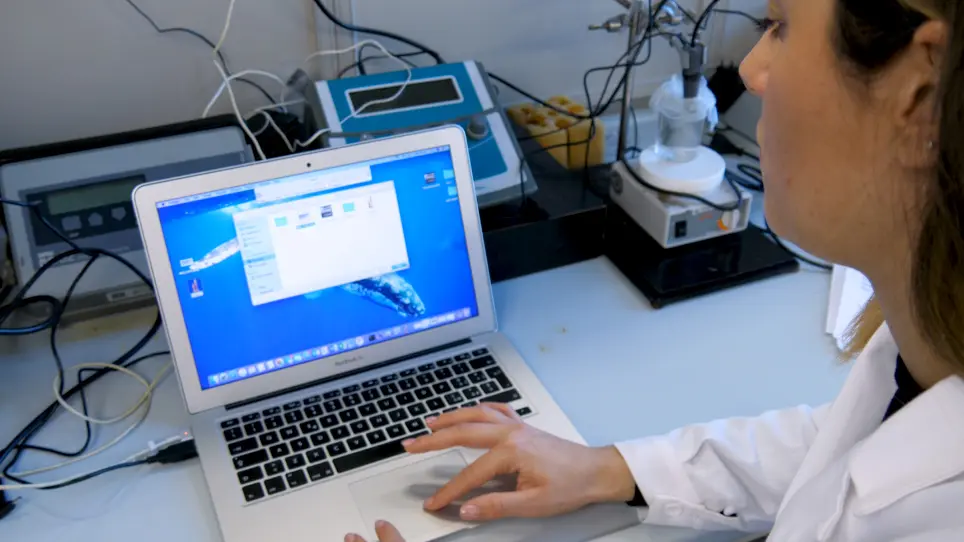 Assessing the Influence of Personality on Sensitivity to Magnetic Fields in Zebrafish