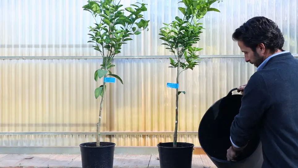 Forced Flowering in Mandarin Trees under Phytotron Conditions