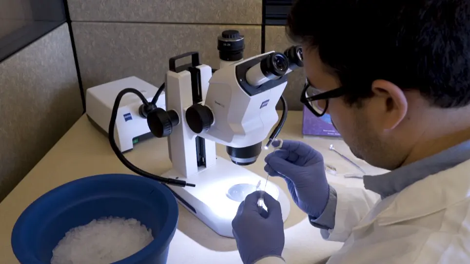 Microinjection-based System for In Vivo Implantation of Embryonic Cardiomyocytes in the Avian Embryo
