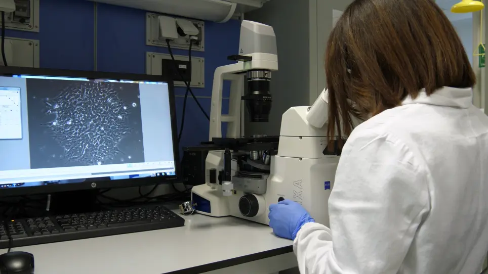Conversion of Human Induced Pluripotent Stem Cells (iPSCs) into Functional Spinal and Cranial Motor Neurons Using PiggyBac Vectors