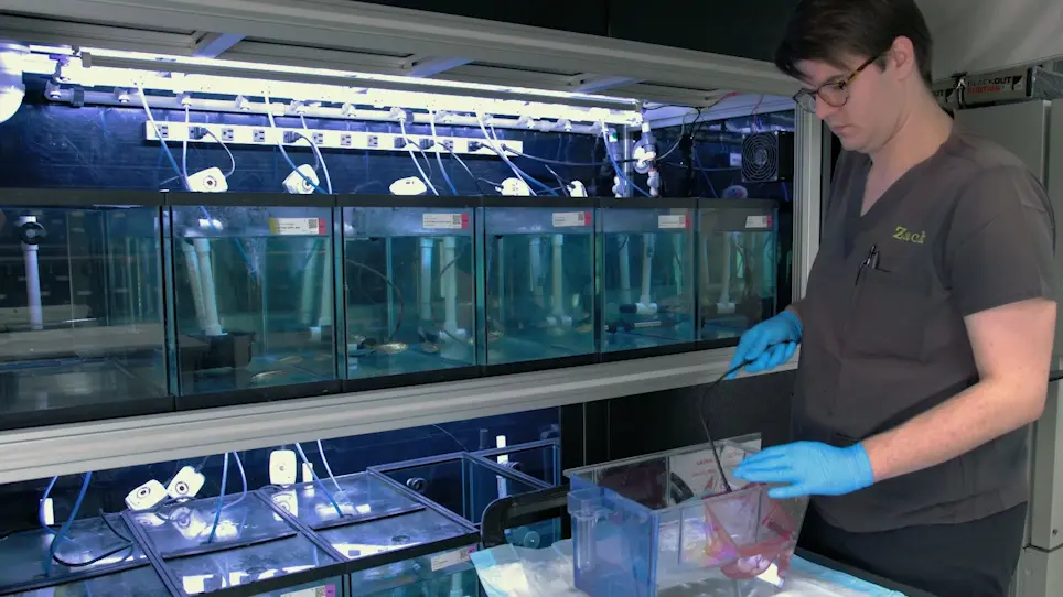 Gamete Collection and In Vitro Fertilization of <em>Astyanax mexicanus</em>