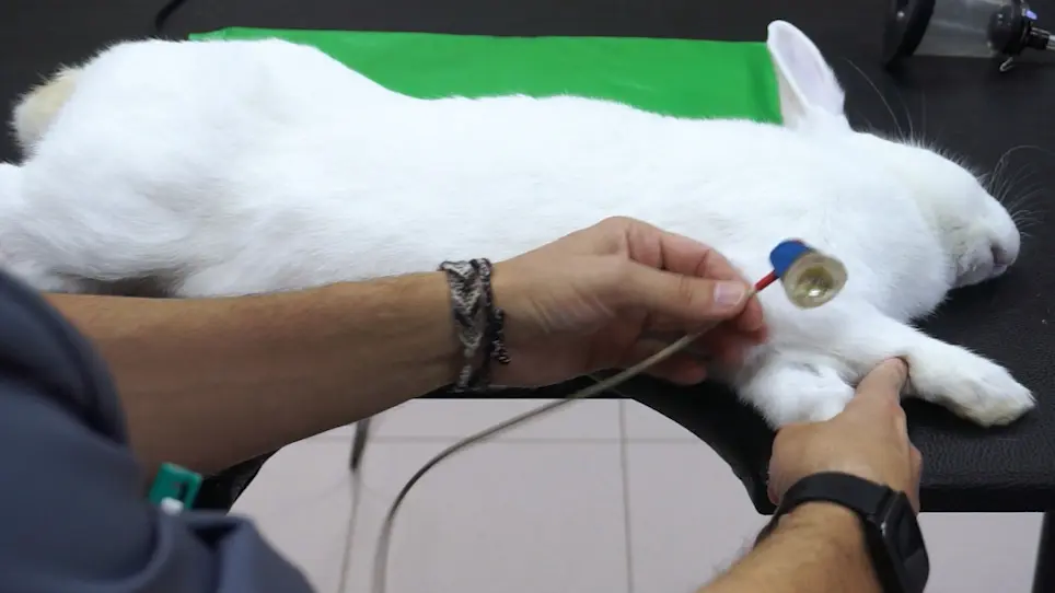 Transthoracic Echocardiographic Examination in the Rabbit Model