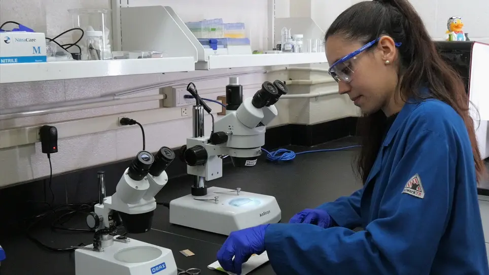 Gold Nanoparticle Modified Carbon Fiber Microelectrodes for Enhanced Neurochemical Detection