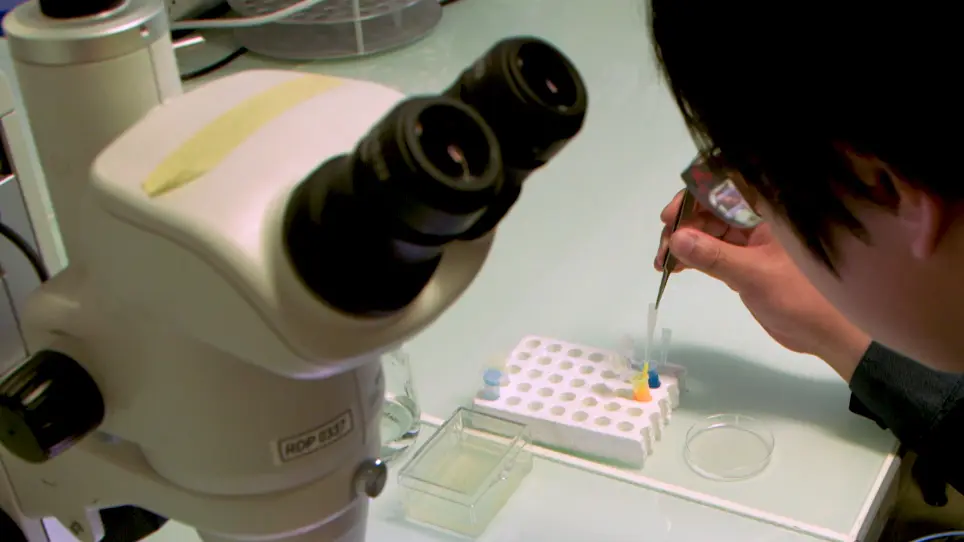 Use of Atomic Force Microscopy to Measure Mechanical Properties and Turgor Pressure of Plant Cells and Plant Tissues