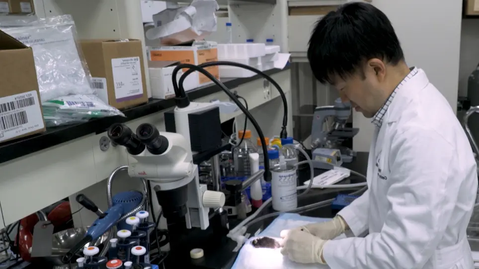Quantification of Monocyte Chemotactic Activity In Vivo and Characterization of Blood Monocyte Derived Macrophages