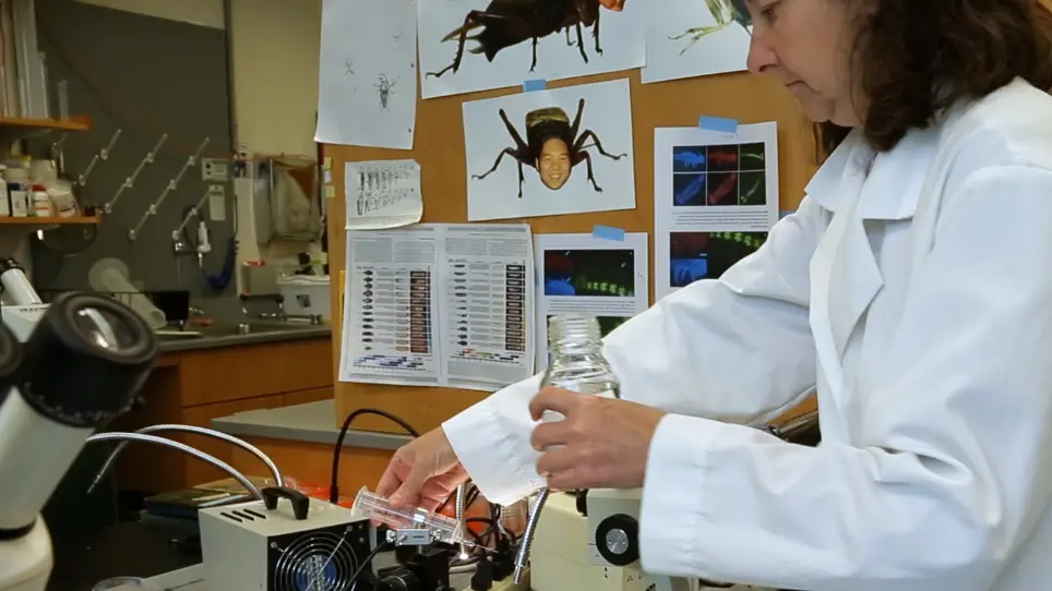 Injecting <em>Gryllus bimaculatus</em> Eggs
