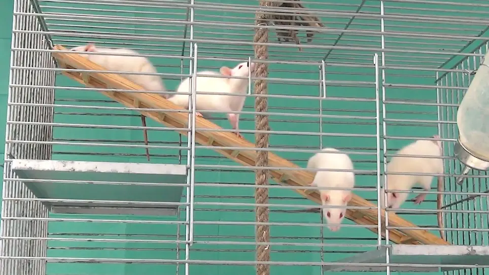 Functional and Physiological Methods of Evaluating Median Nerve Regeneration in the Rat