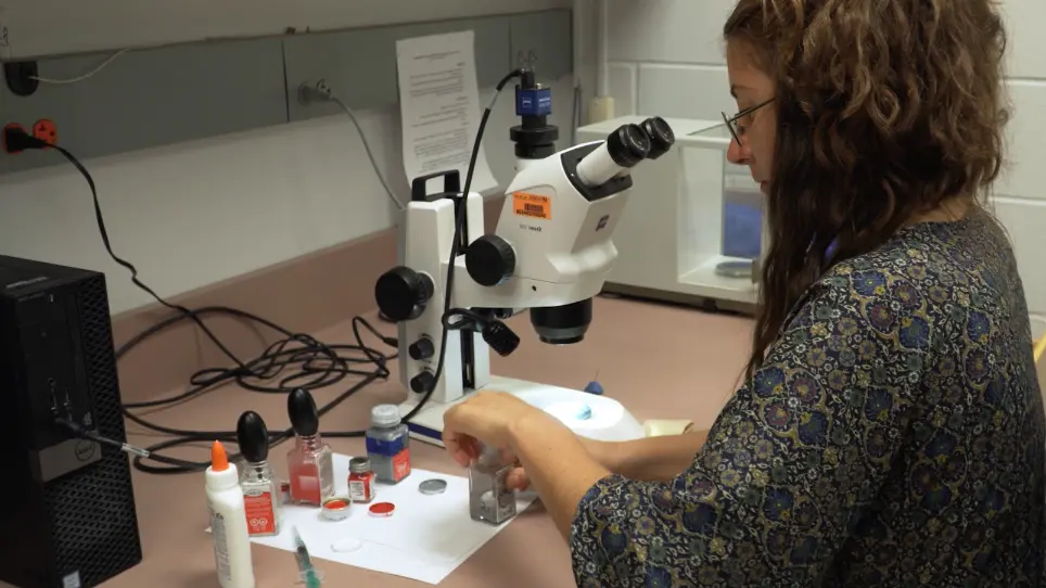 Manipulation of Color Patterns in Jumping Spiders for Use in Behavioral Experiments