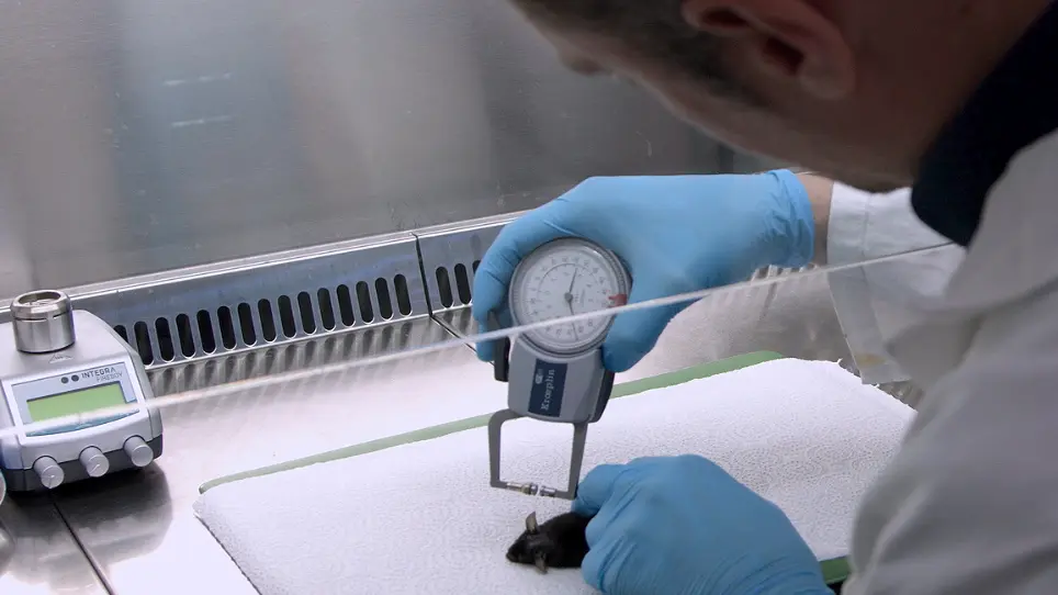 Infecting Mice with <em>Malassezia</em> spp. to Study the Fungus-Host Interaction