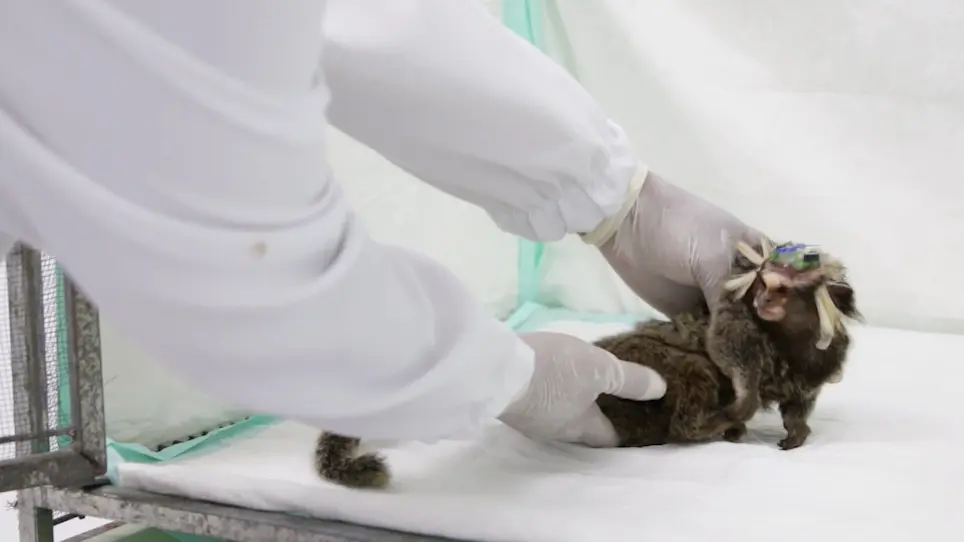 Stereotaxic Surgery for Implantation of Microelectrode Arrays in the Common Marmoset (<em>Callithrix jacchus</em>)