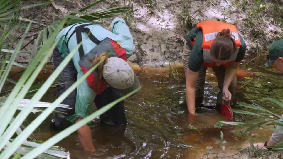 Standardizing a Non-Lethal Method for Characterizing the Reproductive Status and Larval Development of Freshwater Mussels (Bivalvia: Unionida)