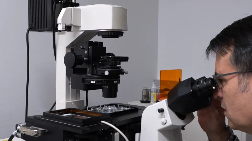A Layered Mounting Method for Extended Time-Lapse Confocal Microscopy of Whole Zebrafish Embryos