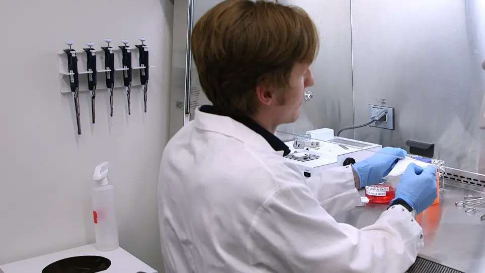Purkinje Cell Survival in Organotypic Cerebellar Slice Cultures