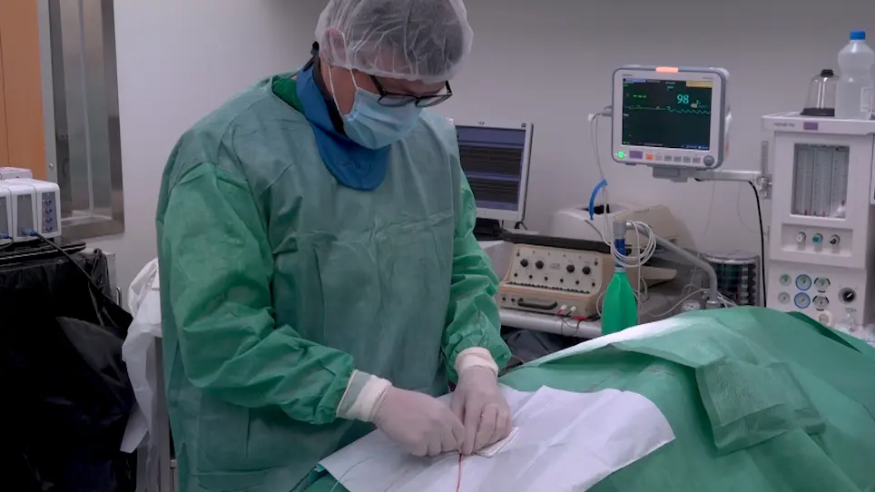 Establishing a Swine Model of Post-myocardial Infarction Heart Failure for Stem Cell Treatment