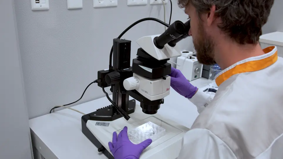 Single-Cell Resolution Three-Dimensional Imaging of Intact Organoids
