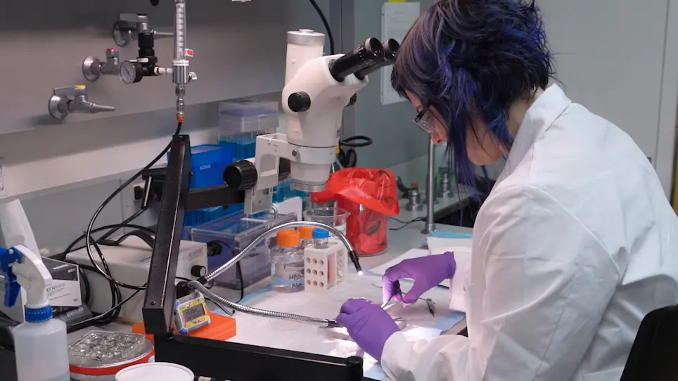 Dextran Labeling and Uptake in Live and Functional Murine Cochlear Hair Cells