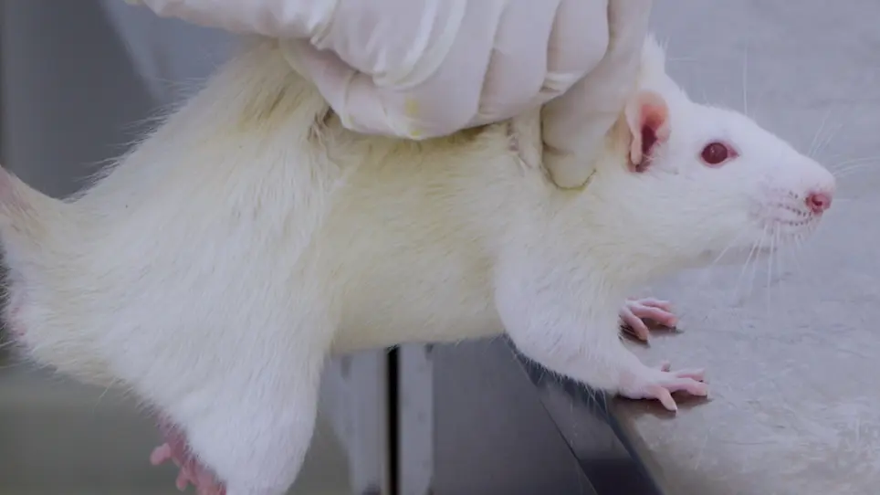 Establishment of Acute Pontine Infarction in Rats by Electrical Stimulation
