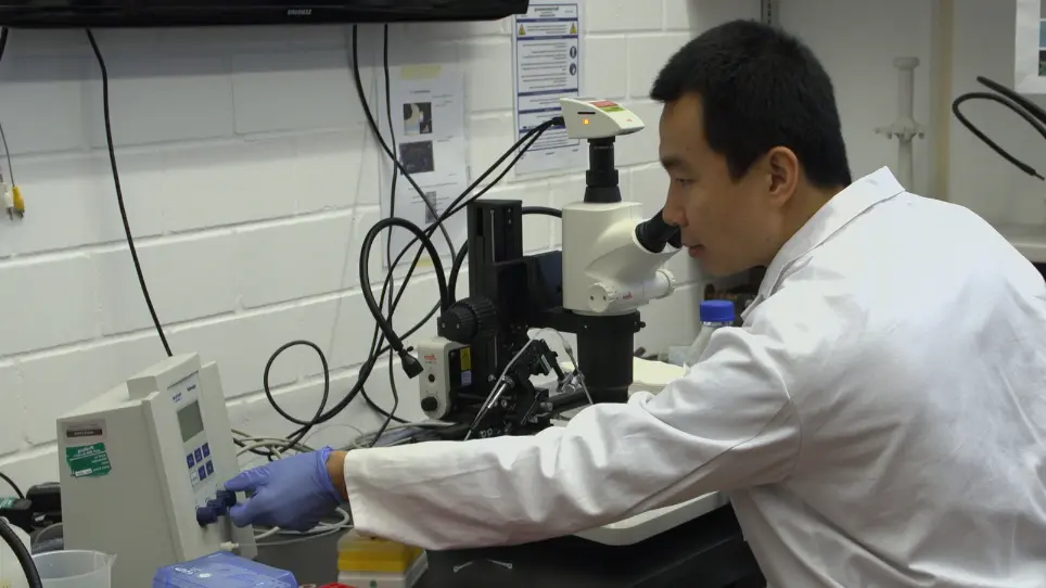 Development of a Larval Zebrafish Infection Model for <em>Clostridioides difficile</em>