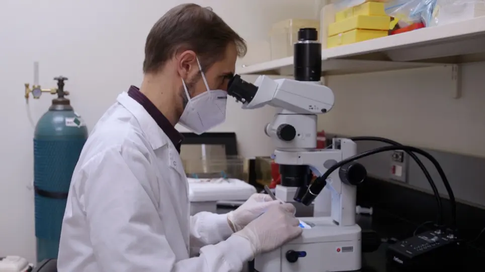 Performing Colonoscopic-Guided Pinch Biopsies in Mice and Evaluating Subsequent Tissue Changes