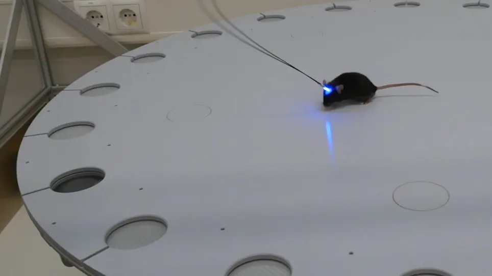 Optogenetic Manipulation of Neuronal Activity to Modulate Behavior in Freely Moving Mice