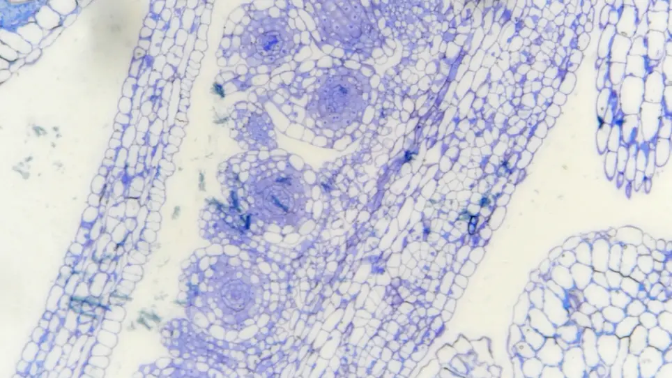 Fluorescent Immunolocalization of Arabinogalactan Proteins and Pectins in the Cell Wall of Plant Tissues