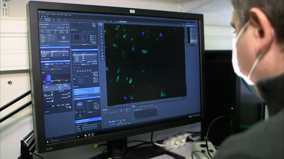 Immunostaining of Whole-Mount <em>Drosophila</em> Testes for 3D Confocal Analysis of Large Spermatocytes