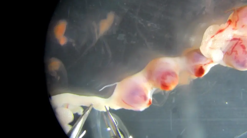 Preparation of Small RNA Libraries for Sequencing from Early Mouse Embryos