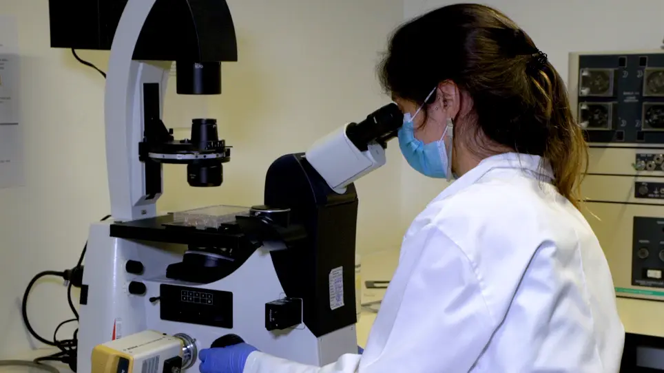 Scalable Generation of Mature Cerebellar Organoids from Human Pluripotent Stem Cells and Characterization by Immunostaining