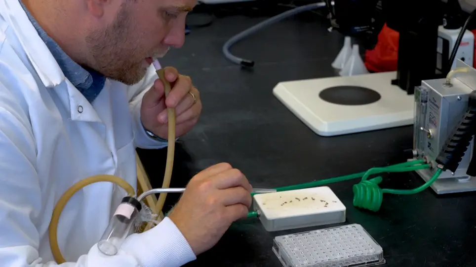 High-Throughput Assays of Critical Thermal Limits in Insects