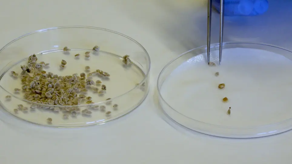 Biomimetic Replication of Root Surface Microstructure using Alteration of Soft Lithography