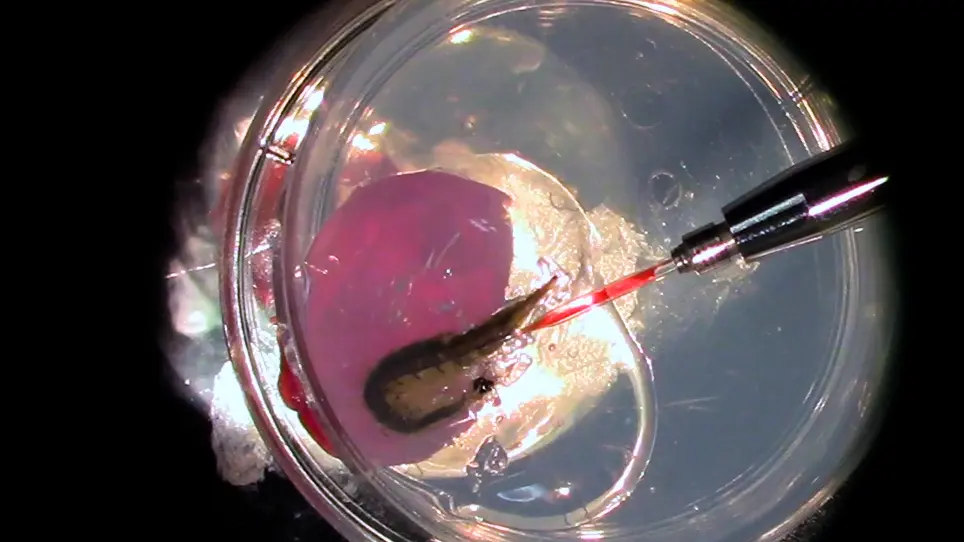 RNA Interference in Aquatic Beetles as a Powerful Tool for Manipulating Gene Expression at Specific Developmental Time Points