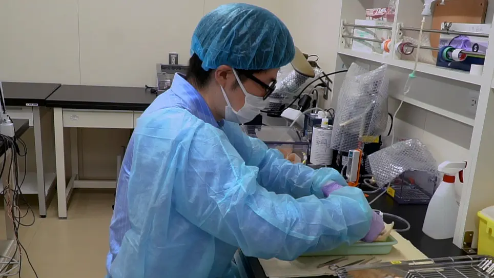 Detection of MicroRNA Expression in the Kidneys of Immunoglobulin A Nephropathic Mice