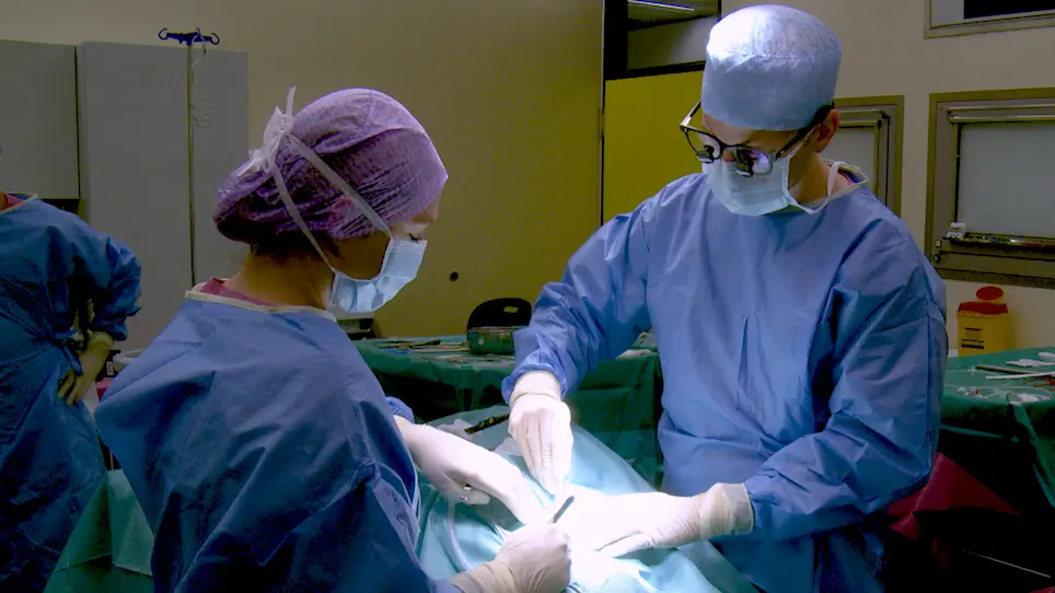 Orthotopic Kidney Auto-Transplantation in a Porcine Model Using 24 Hours Organ Preservation And Continuous Telemetry