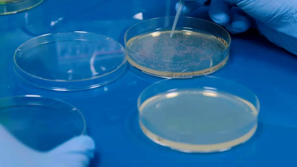 FLIM-FRET Measurements of Protein-Protein Interactions in Live Bacteria.
