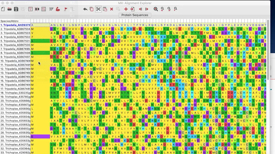 A Bioinformatics Pipeline for Investigating Molecular Evolution and Gene Expression using RNA-seq