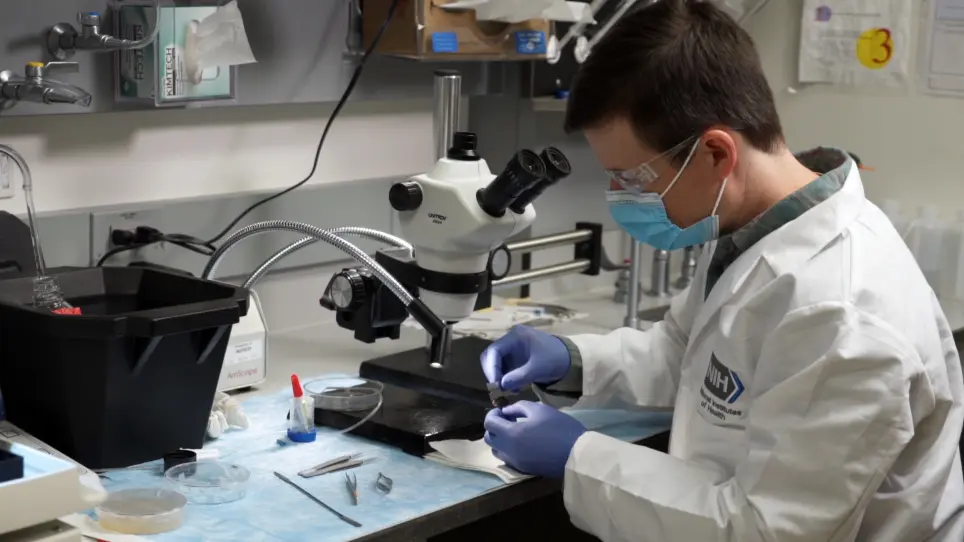 In Vitro Wedge Slice Preparation for Mimicking In Vivo Neuronal Circuit Connectivity