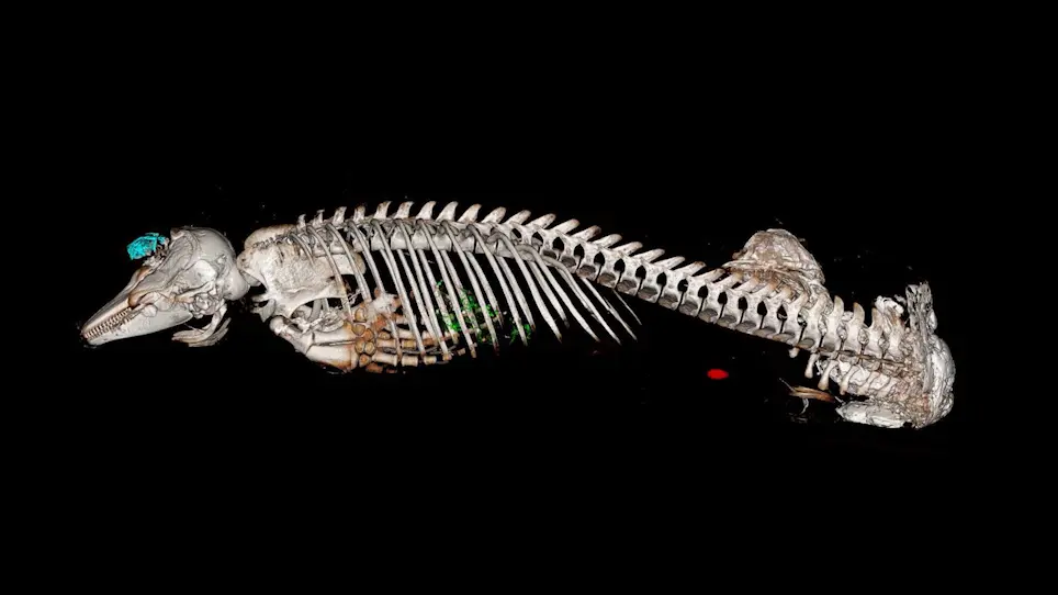 Image Rendering Techniques in Postmortem Computed Tomography: Evaluation of Biological Health and Profile in Stranded Cetaceans