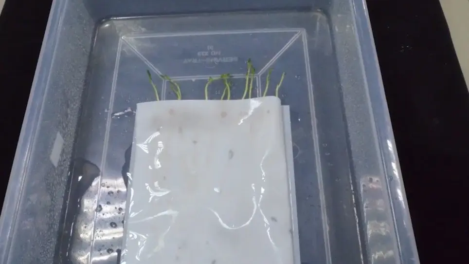 Dry Root Rot Disease Assays in Chickpea: a Detailed Methodology