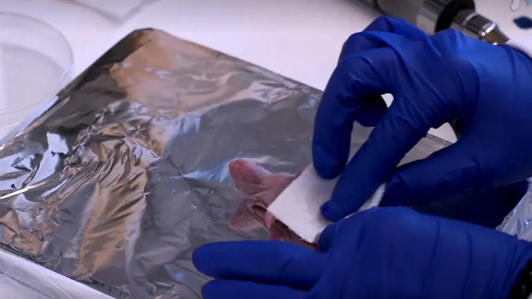 A Minimally Invasive Method for Intratracheal Instillation of Drugs in Neonatal Rodents to Treat Lung Disease