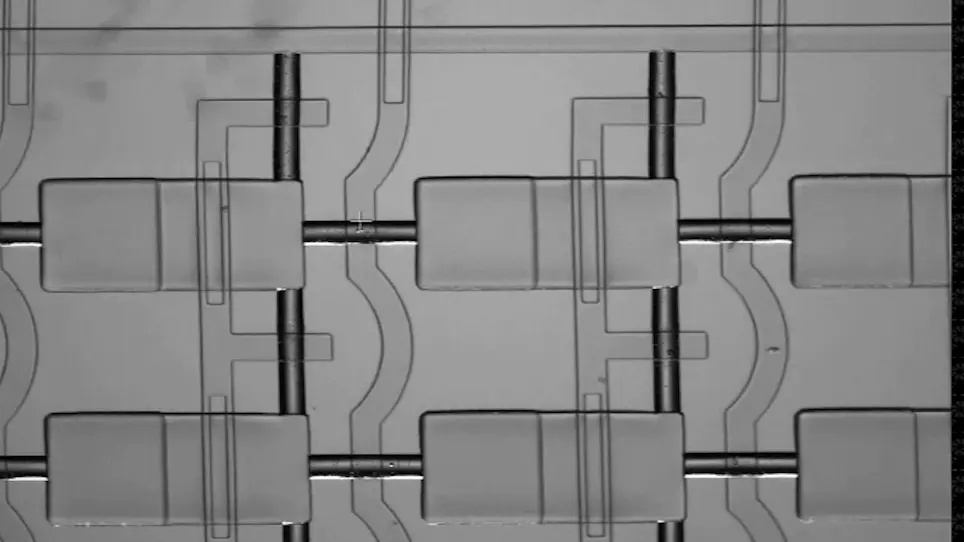 Generation of Dynamical Environmental Conditions using a High-Throughput Microfluidic Device