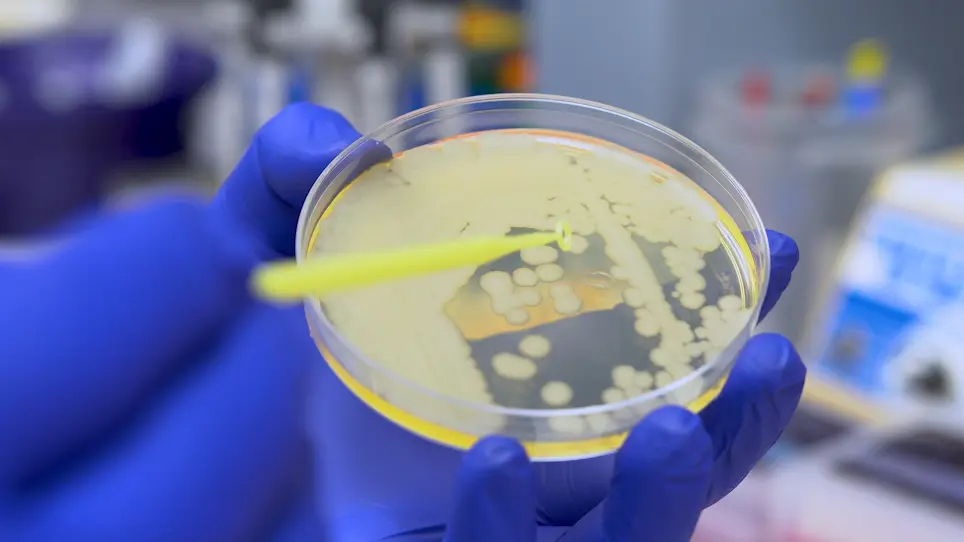 Intravitreal Injection and Quantitation of Infection Parameters in a Mouse Model of Bacterial Endophthalmitis