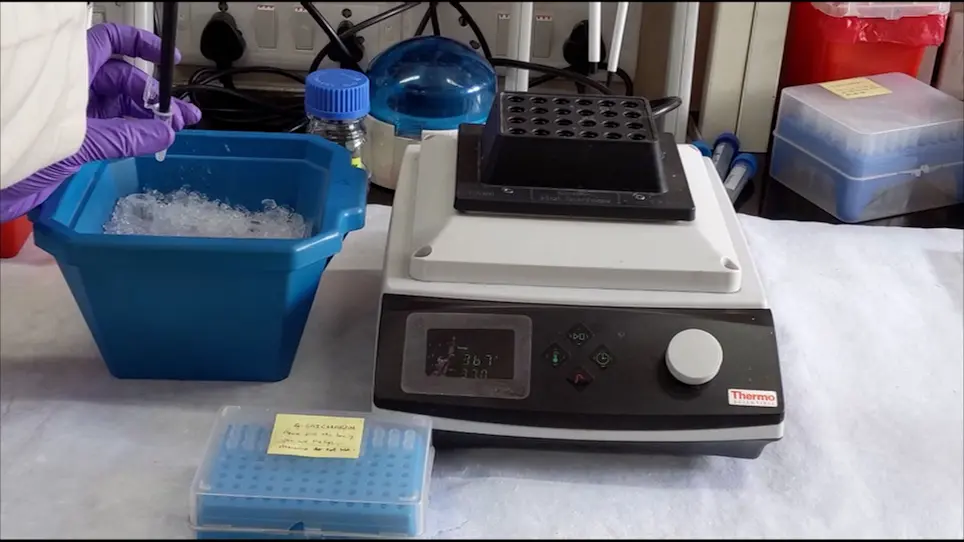 Quantitative Proteomics Workflow using Multiple Reaction Monitoring Based Detection of Proteins from Human Brain Tissue