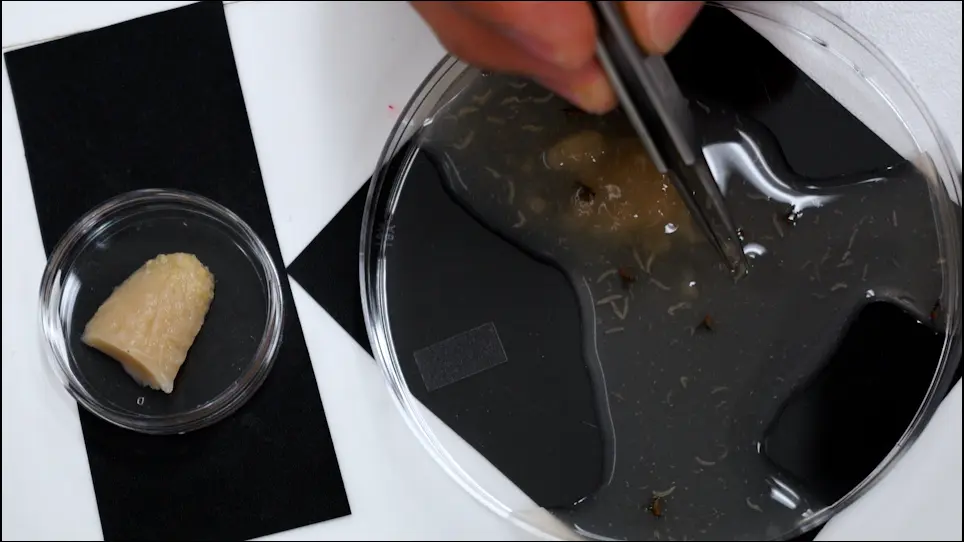 An Improved Assay and Tools for Measuring Mechanical Nociception in <em>Drosophila</em> Larvae