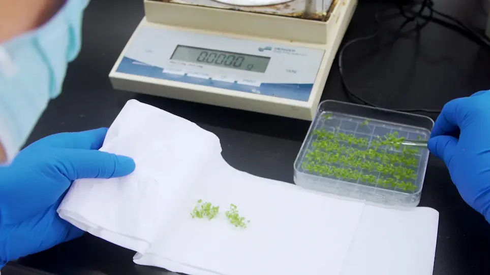 Plant Sample Preparation for Nucleoside/Nucleotide Content Measurement with An HPLC-MS/MS