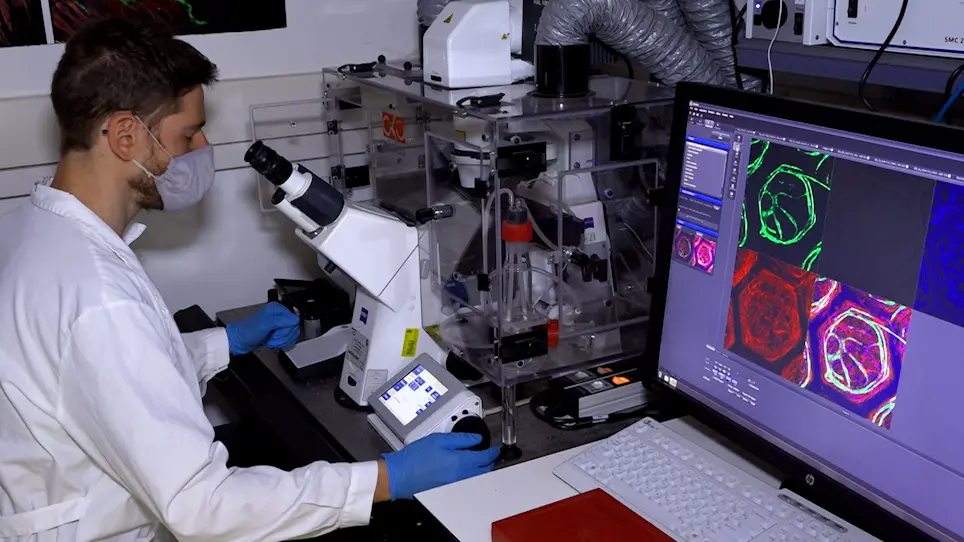 Stepwise Cell Seeding on Tessellated Scaffolds to Study Sprouting Blood Vessels