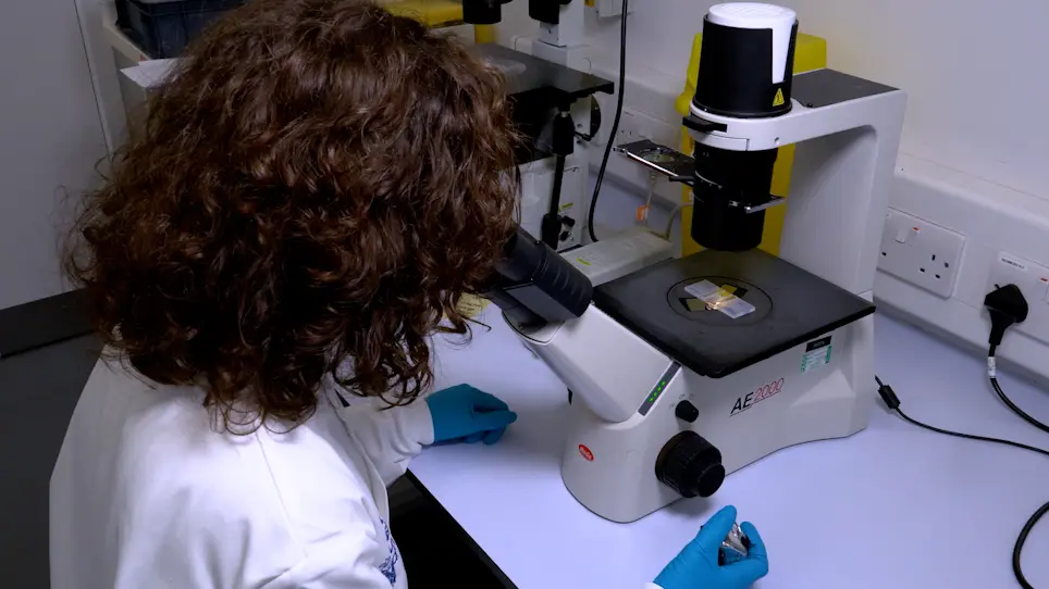 Fluorescence In Situ Hybridization on DNA Halo Preparations to Reveal Whole Chromosomes, Telomeres and Gene Loci